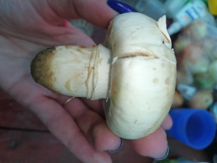 Шампиньон двукольцевой