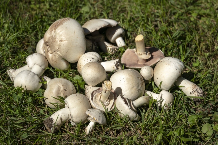 Шампиньон романьези