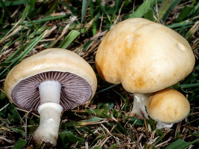 Гриб строфария корончатая