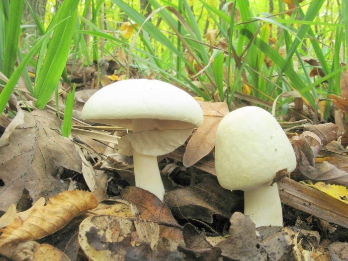 Белошампиньон румянящийся leucoagaricus leucothites