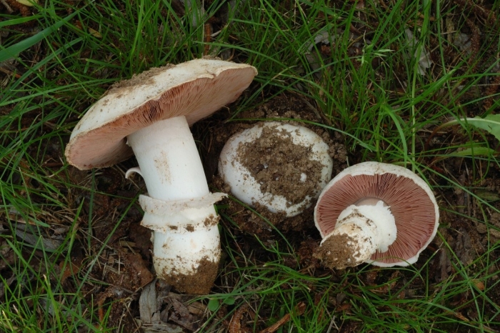 Шампиньон луговой agaricus campestris