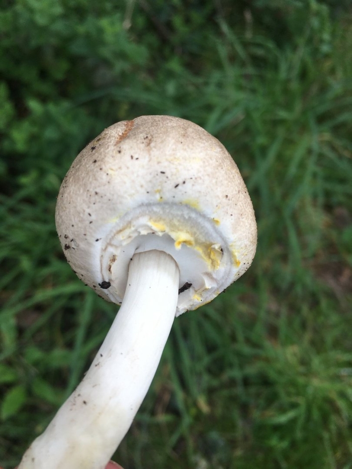 Шампиньон обыкновенный agaricus campestris