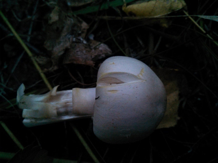 Шампиньон таблитчатый agaricus