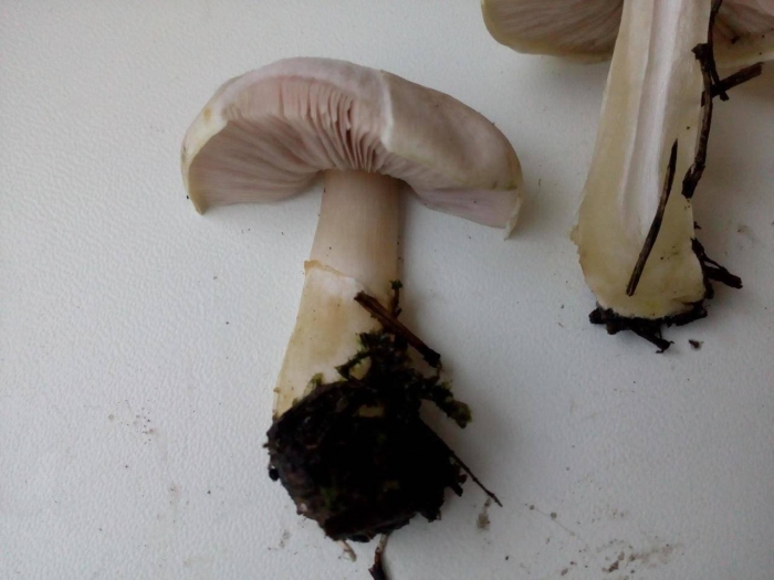 Шампиньон желтокожий грибы