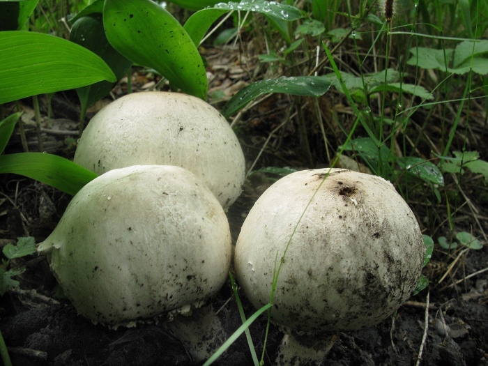Шампиньон полевой agaricus arvensis