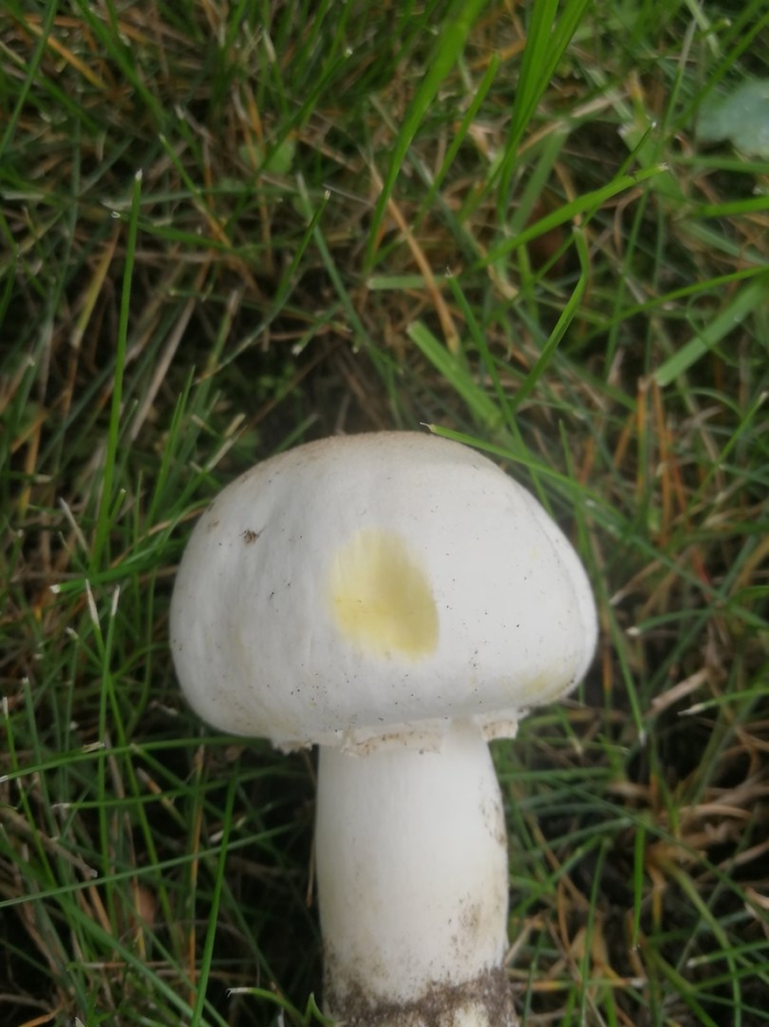 Грибы agaricus xanthodermus