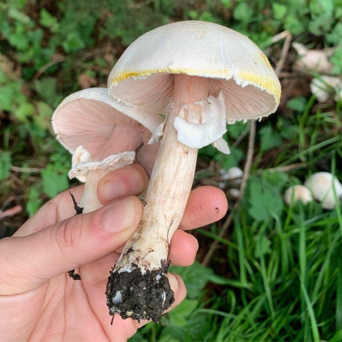 Бледная поганка гриб