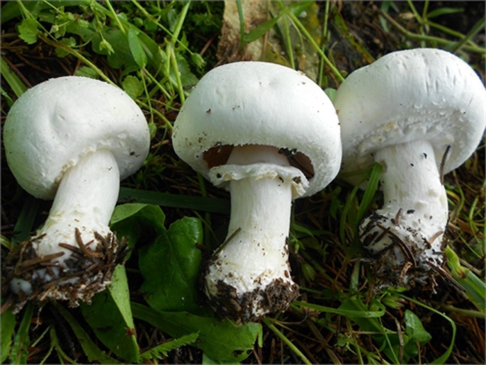 Шампиньон луговой