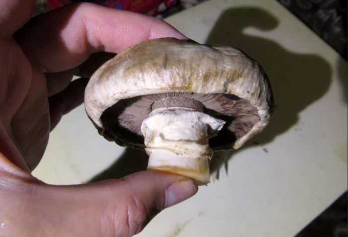 Шампиньон двуспоровый agaricus bisporus