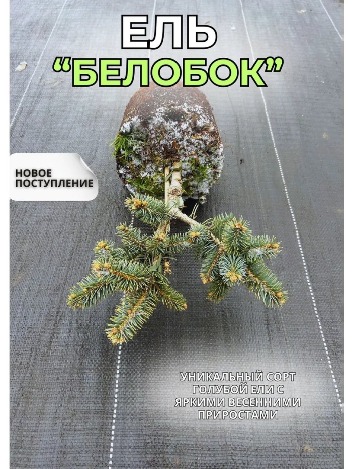 Ель белобок