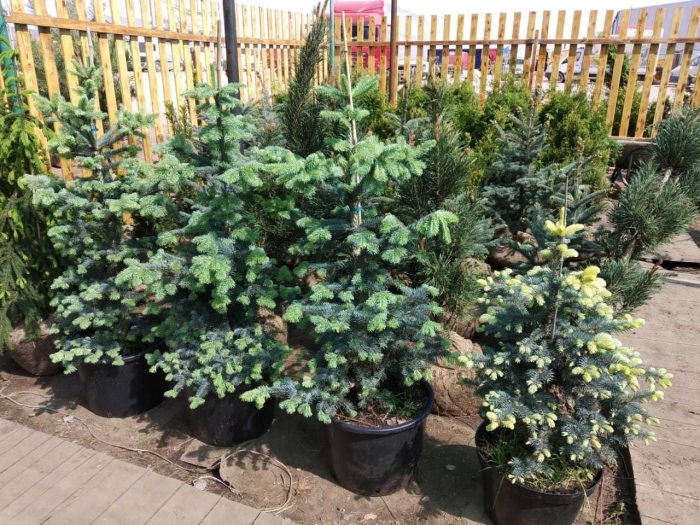 Ель колючая биалобок