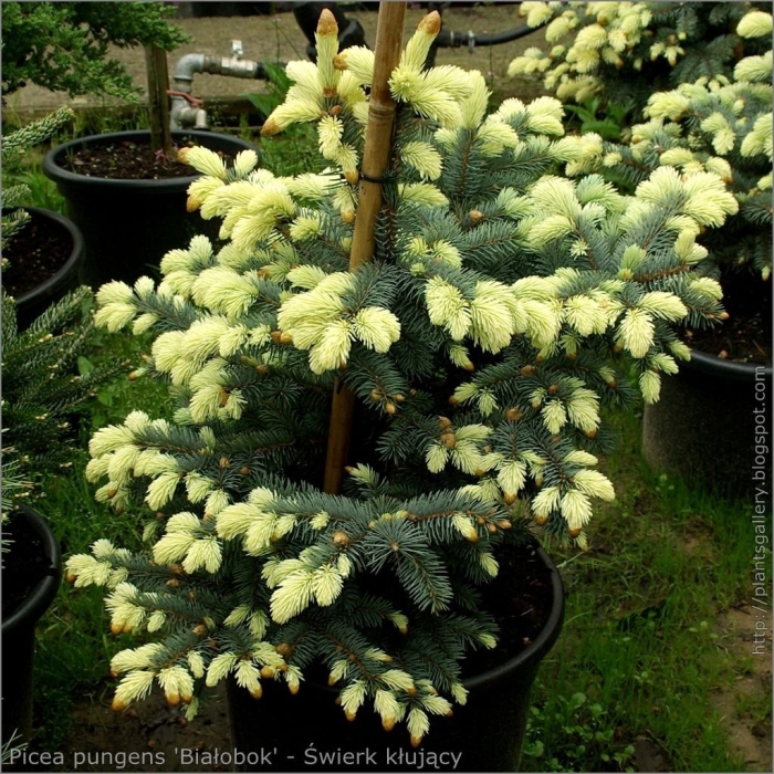 Picea pungens bialobok