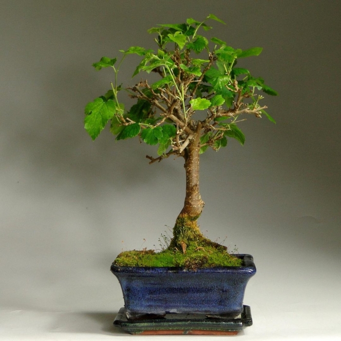 Шелковица бонсай