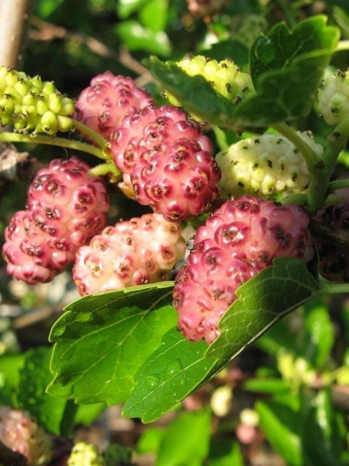 Шелковица морус альба