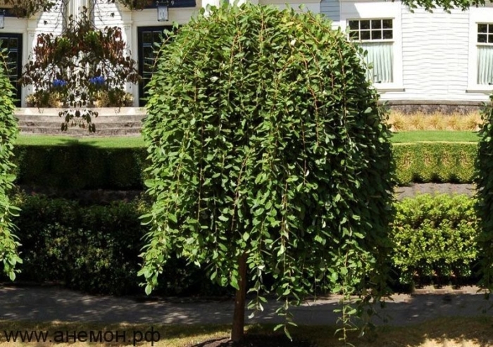 Ива козья пендула