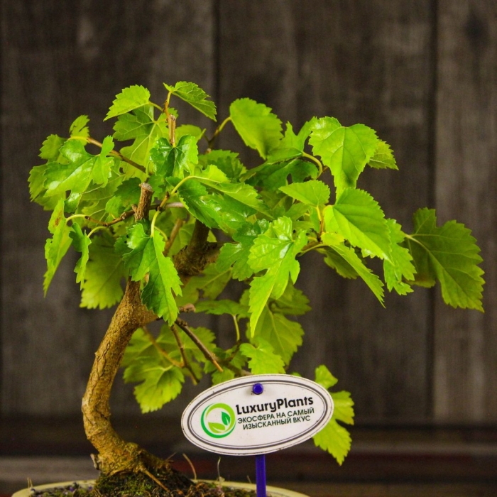 Карельская береза бонсай