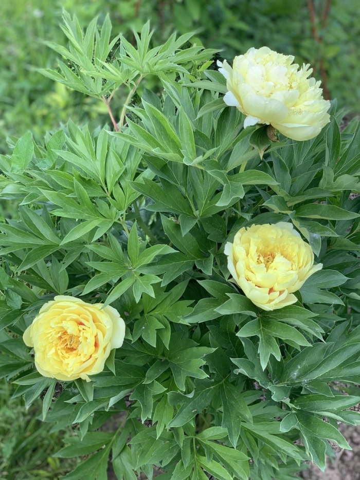 Гарден треже пион