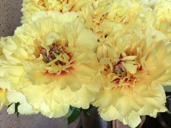 Пион гарден треже