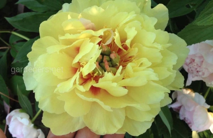 Бартзелла пион