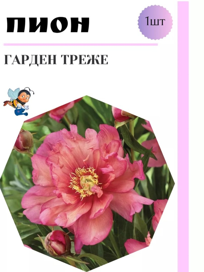 Корень пиона