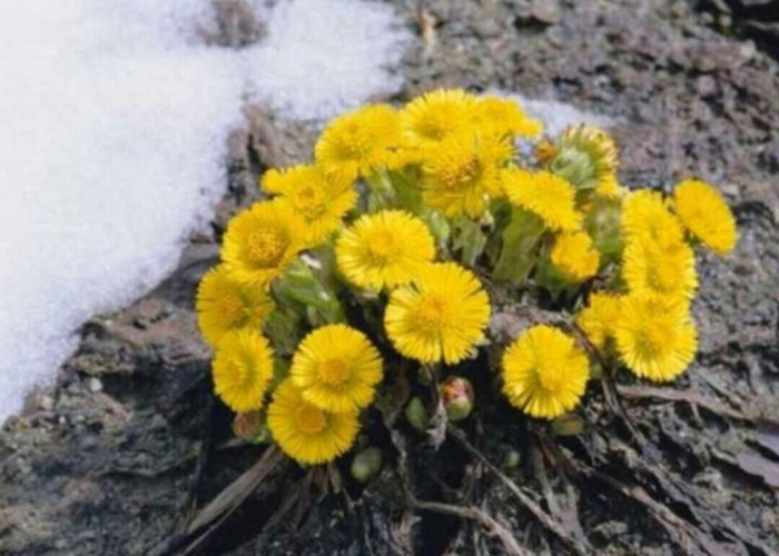 Мать мачеха