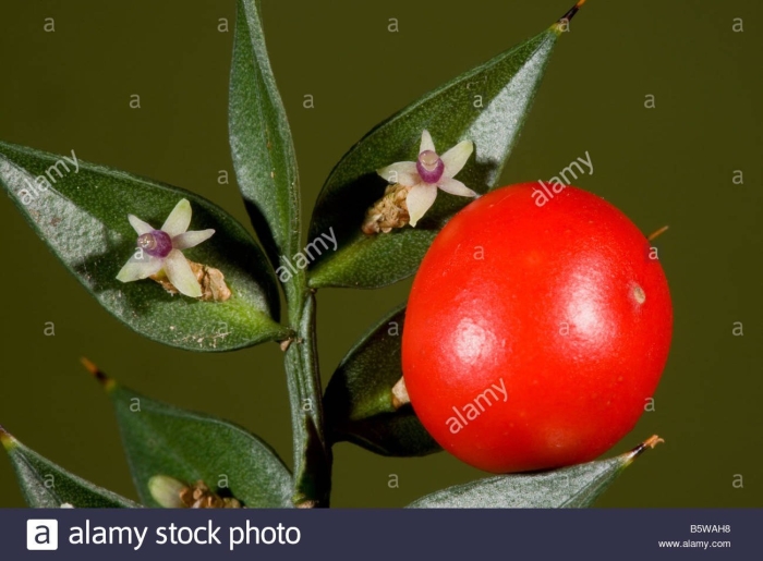 Ruscus aculeatus