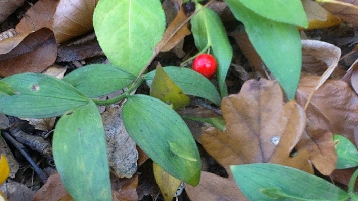 Иглица колхидская красная книга