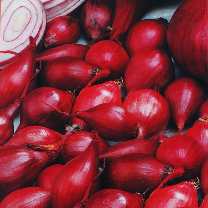 Лук севок кармен