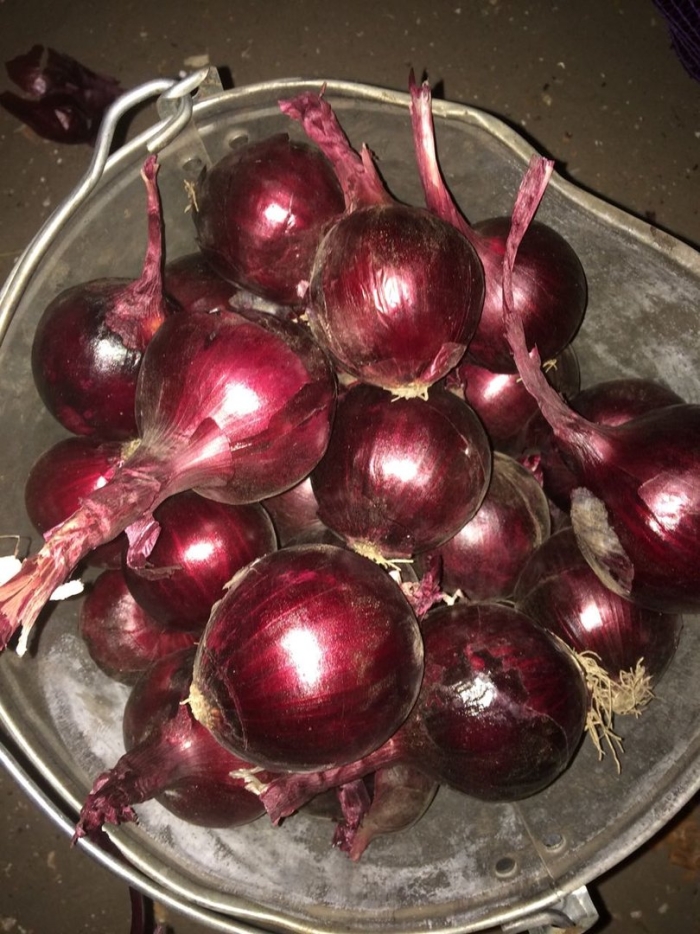 Лук репчатый калибра 9+