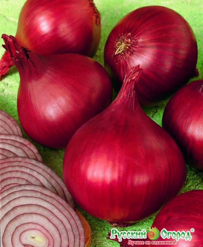 Лук севок ред барон