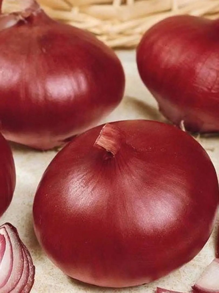 Лук репчатый ред барон