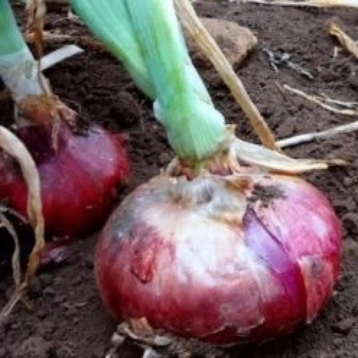 Лук ялтинский красный выращивание из семян