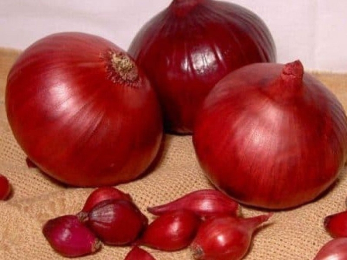 Лук севок кармен
