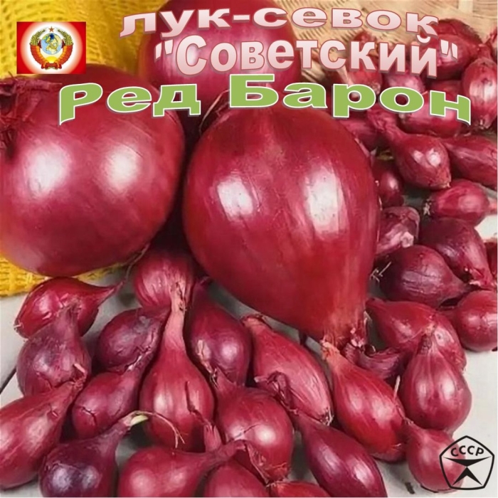Лук севок ред барон