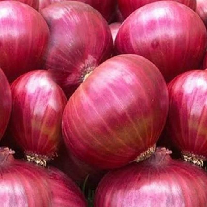 Лук репчатый