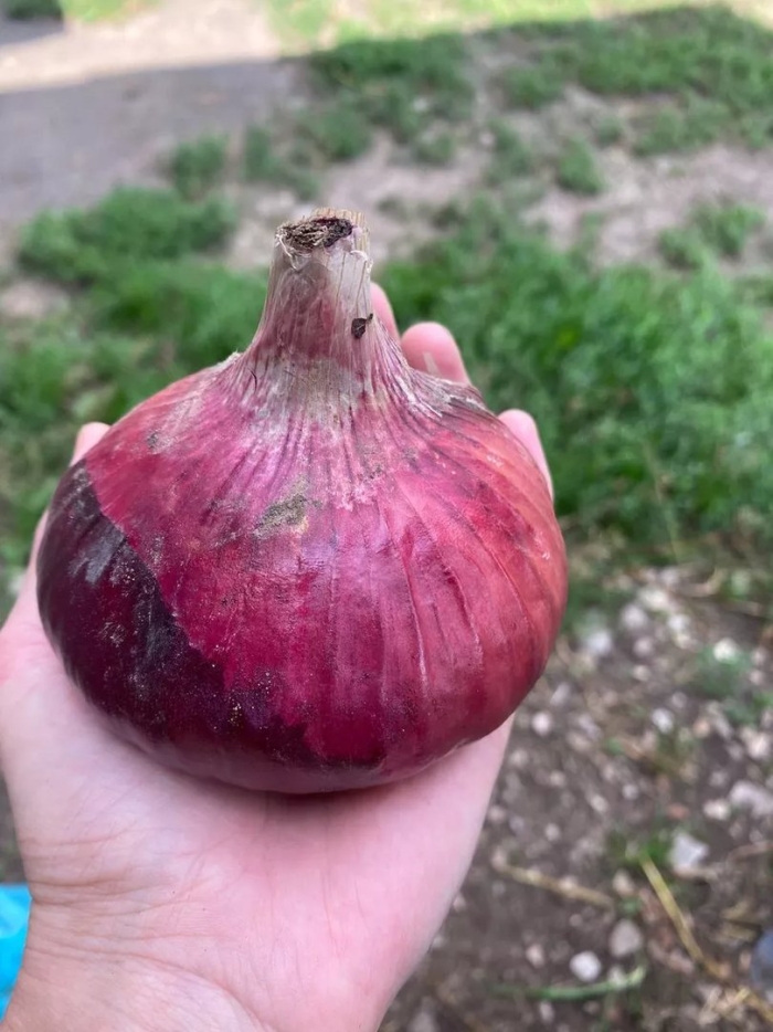 Лук севок сорт