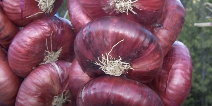 Сорт лука ялтинский красный