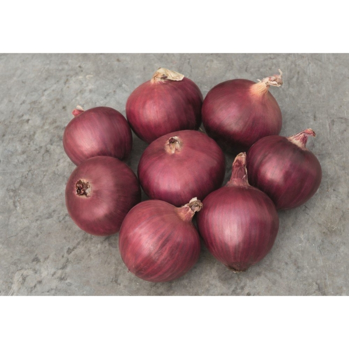 Лук репчатый красный-88 f1