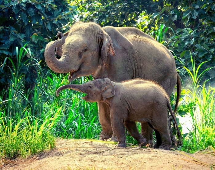 Слон борнео