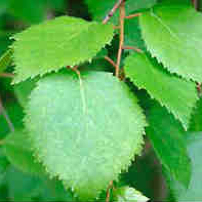 Betula pubescens листья