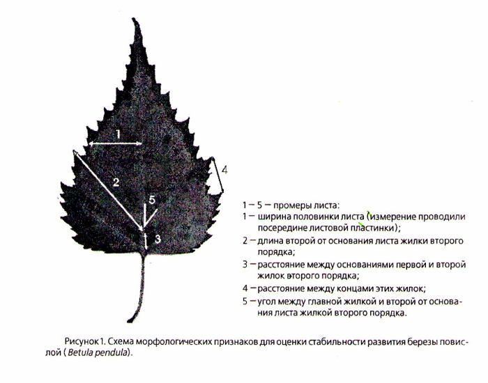Флуктуирующая асимметрия березы повислой