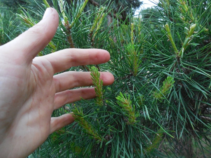 Сосна обыкновенная