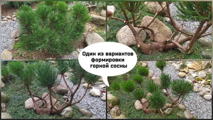 Сосна горная мугус