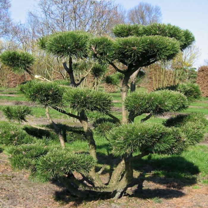 Сосна горная ниваки