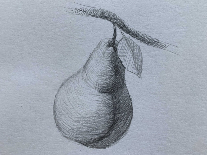 Груша штриховка