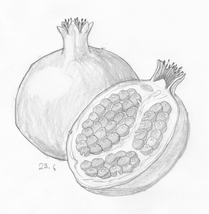 Эскиз граната фрукт