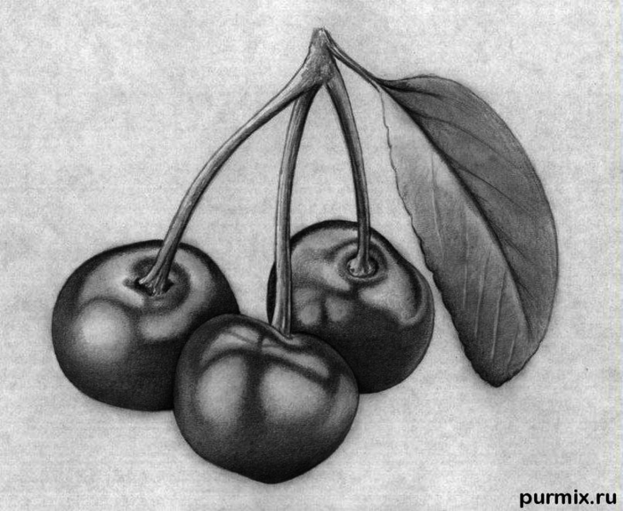 Вишня карандашом