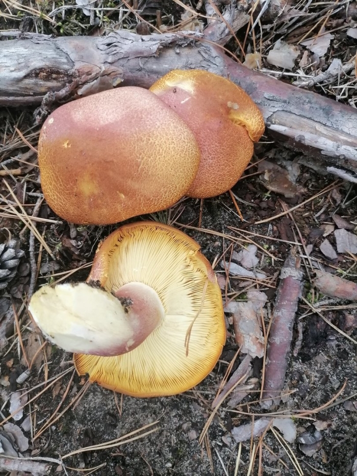 Гриб рядовка желто красная