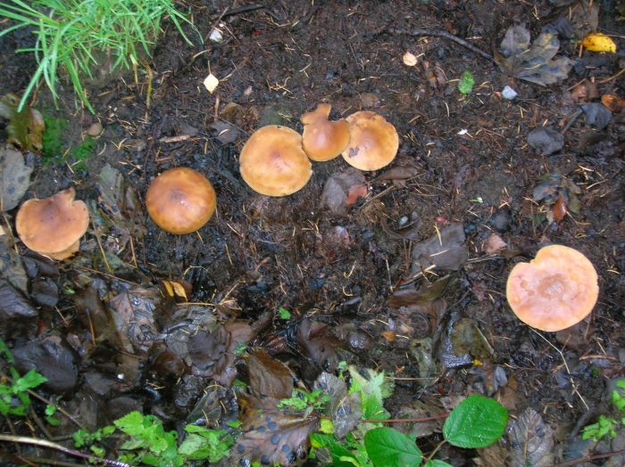 Летний опенок kuehneromyces mutabilis