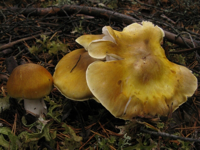 Рядовка овернская tricholoma arvernense